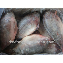 FROZE BLACK TILAPIA WHOLE ROUND